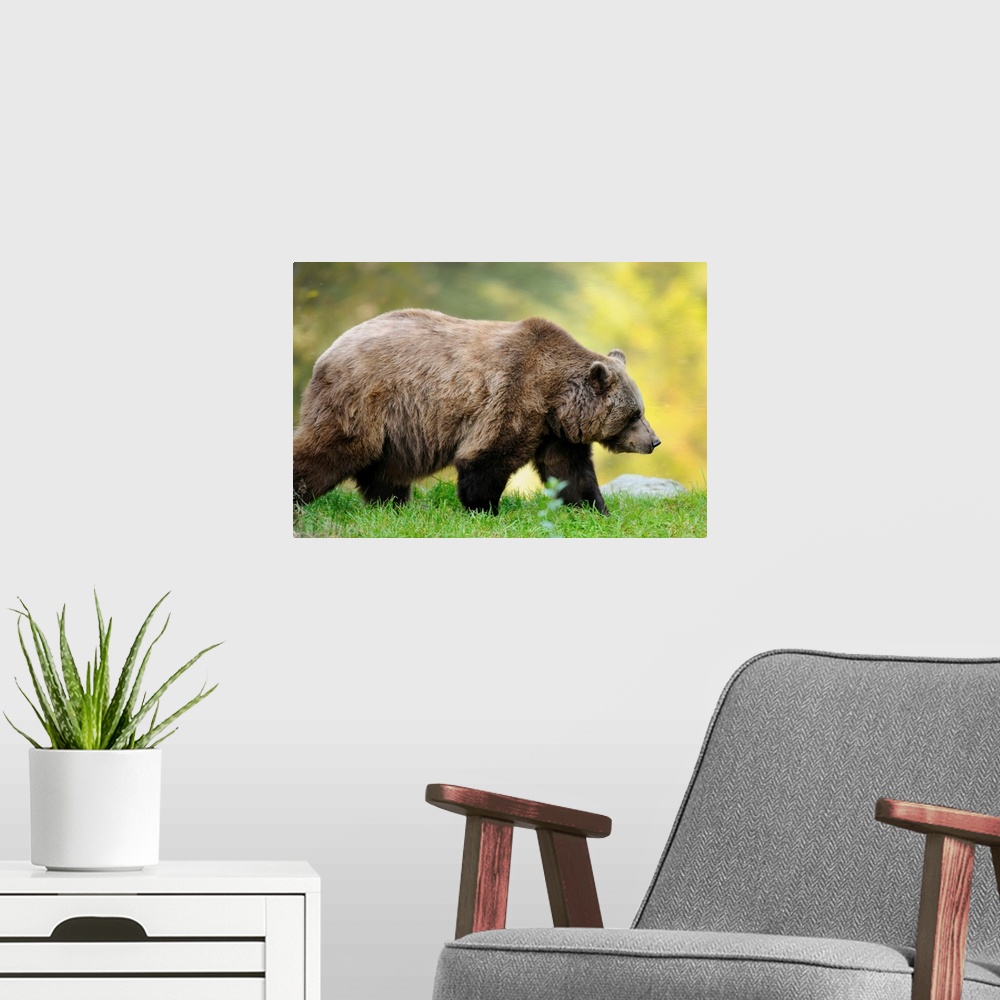 A modern room featuring Side View of European Brown Bear (Ursus arctos arctos) Walking, Bavarian Forest National Park, Ba...
