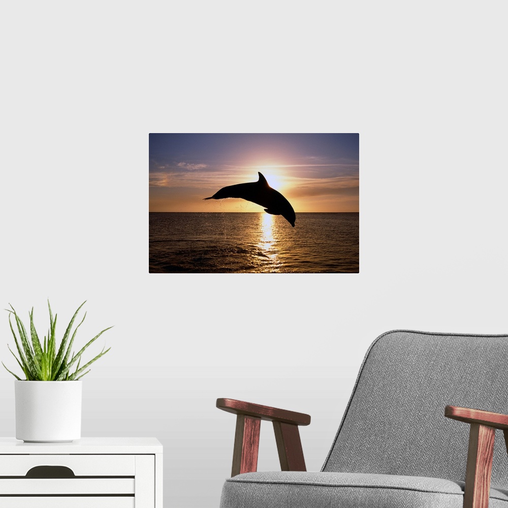 A modern room featuring Silhouette Of Bottlenose Dolphin Leaping, Sunset, Caribbean Sea