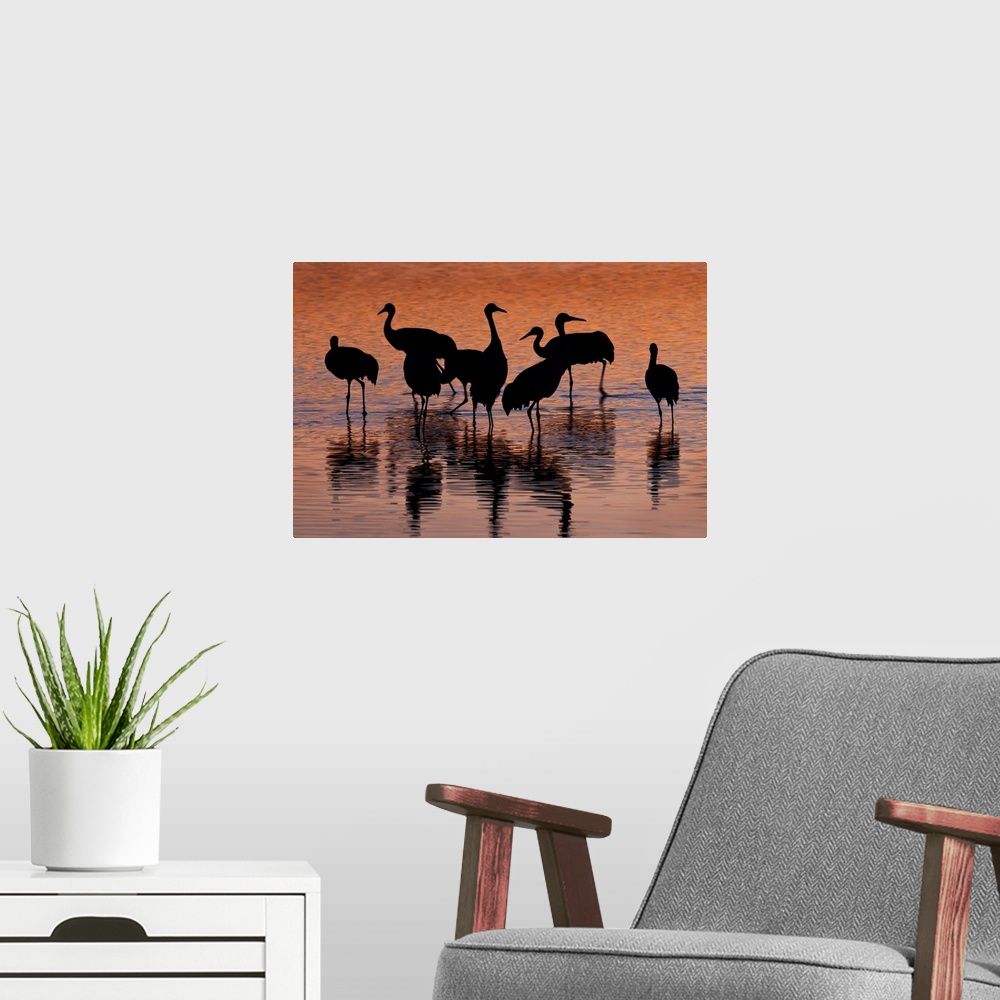 A modern room featuring Silhouette of Sandhill Cranes wading in a pond at sunset,  New Mexico, USA