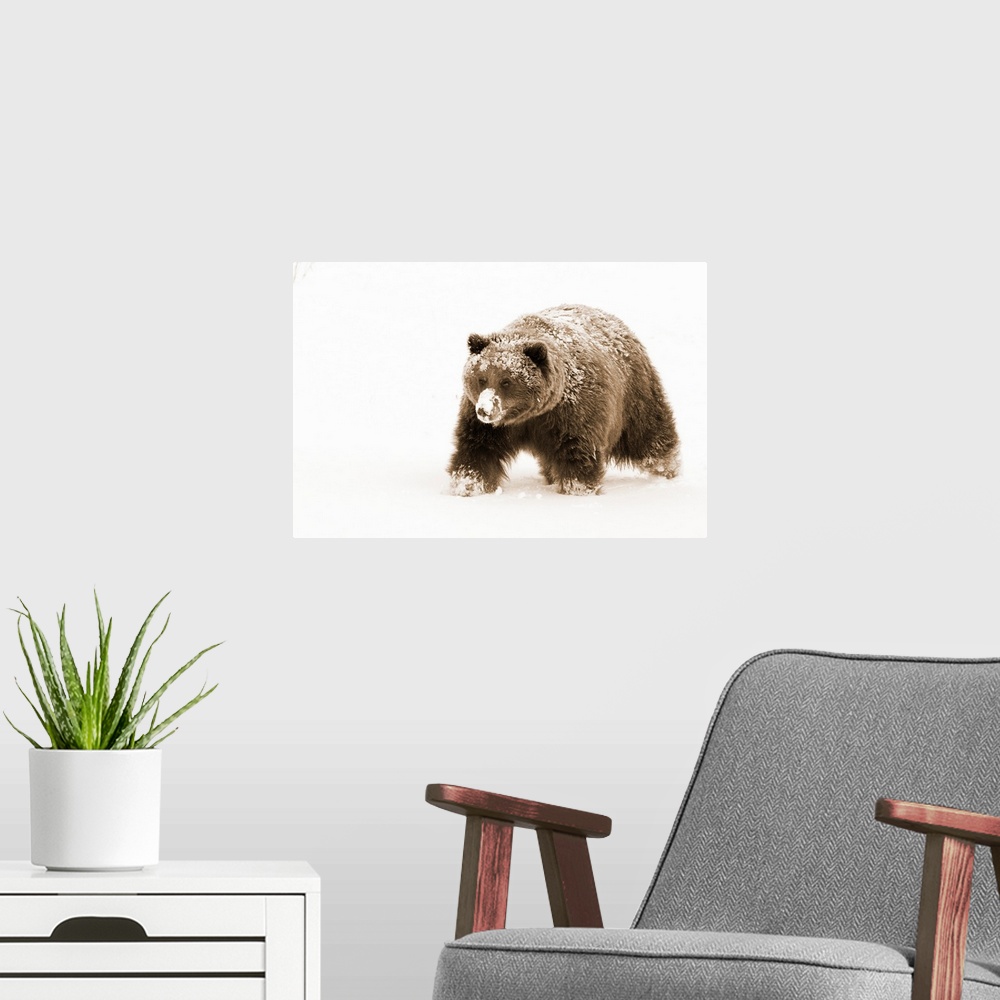 A modern room featuring Small female grizzly, Alaska Wildlife Conservation Center, Southcentral Alaska, Winter