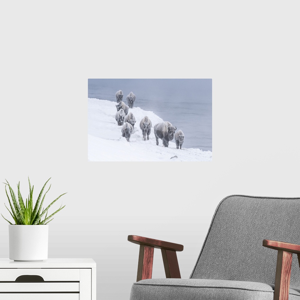 A modern room featuring Snow covered herd of American bison (Bison bison) walking along the riverbank of Firehole River i...