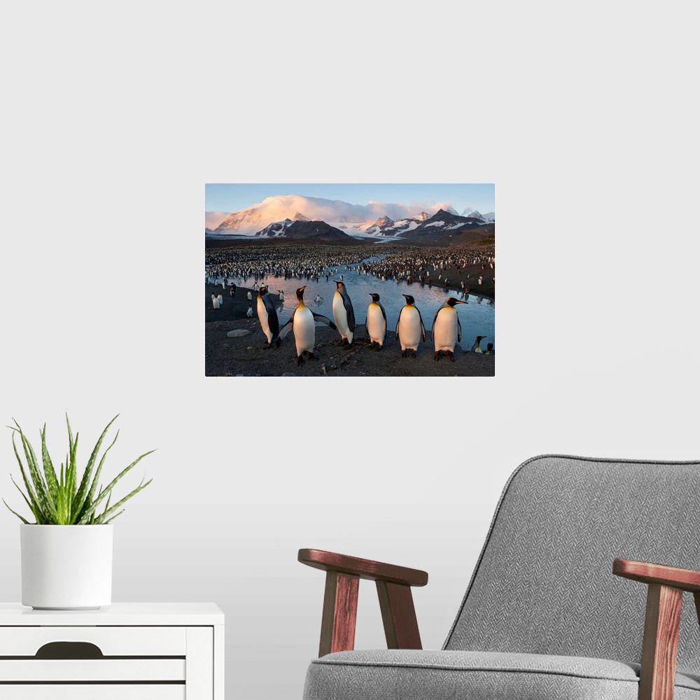 A modern room featuring Some of the 100,000 nesting pairs of king penguins in St. Andrews Bay, South Georgia island.
