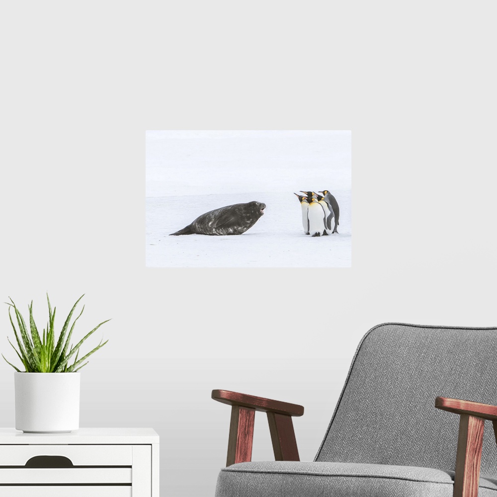 A modern room featuring Southern elephant seal pup (Mirounga leonina) barking at small group of king penguins (Aptenodyte...