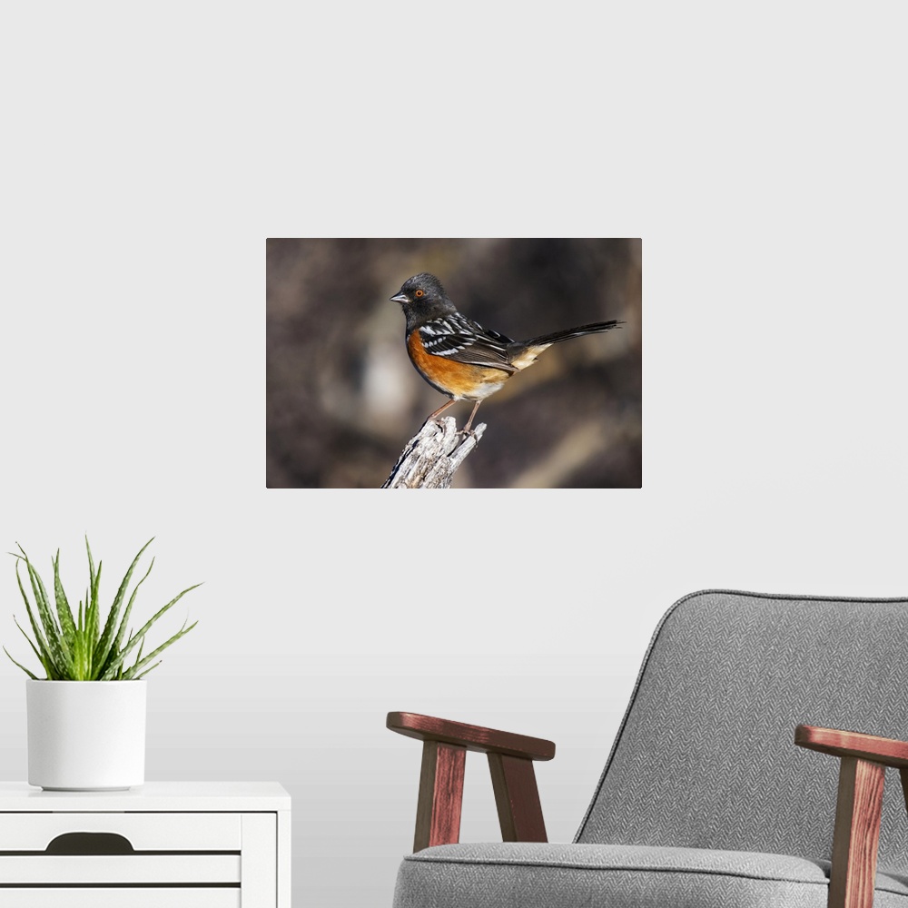 A modern room featuring Spotted Towhee (Pipilo maculatus) perched on a stump in the foothills of the Chiricahua Mountains...