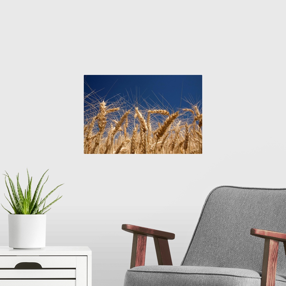 A modern room featuring Stalks Of Wheat, Oregon