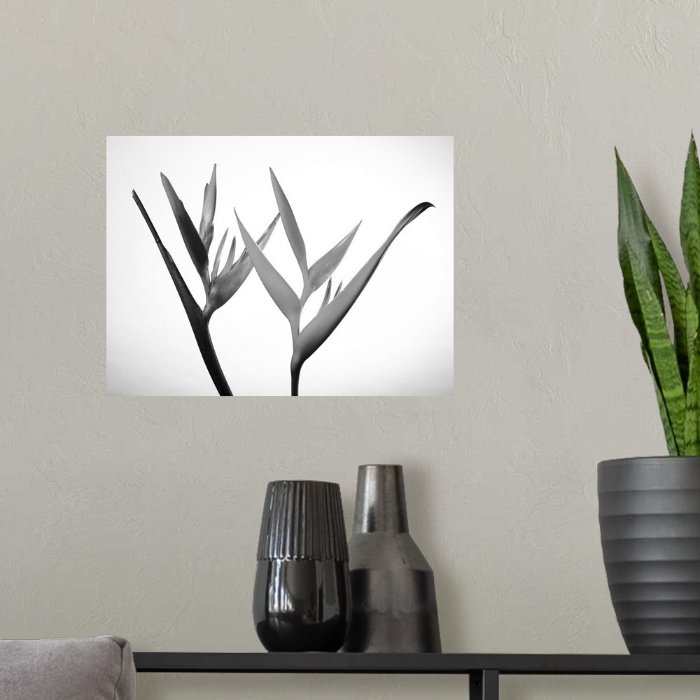 A modern room featuring Studio shot of two heliconia on white background