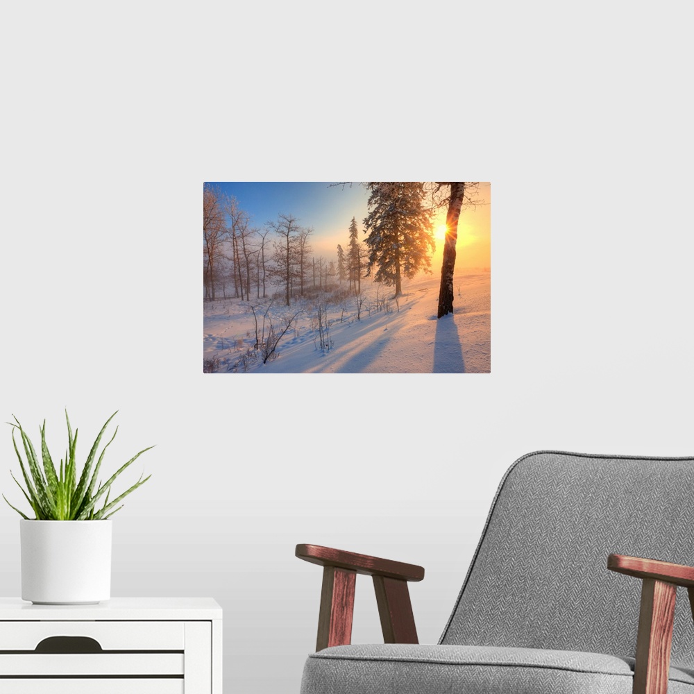 A modern room featuring Sun Rising Behind Trees On Snowy Cattle Pasture In Winter, Central Alberta, Canada