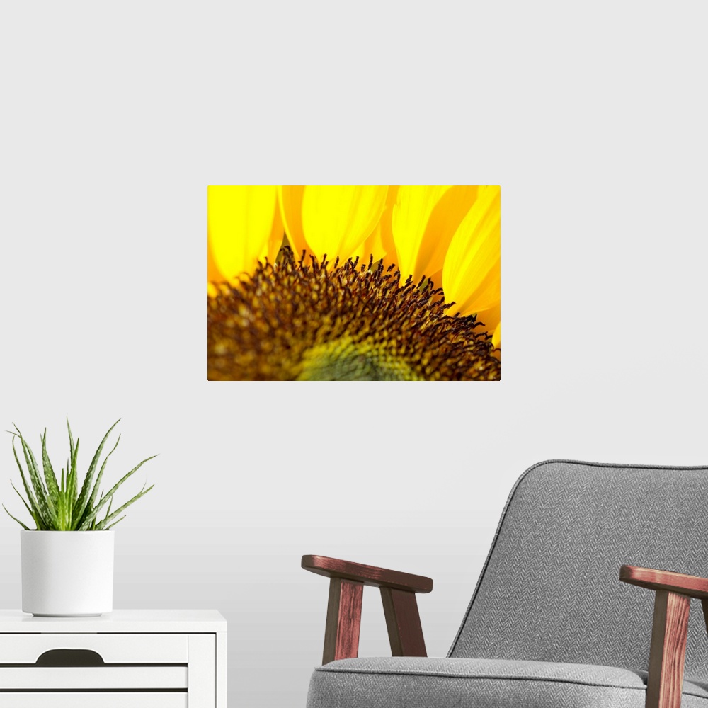 A modern room featuring Sunflower, Extreme close-up of center and yellow petals