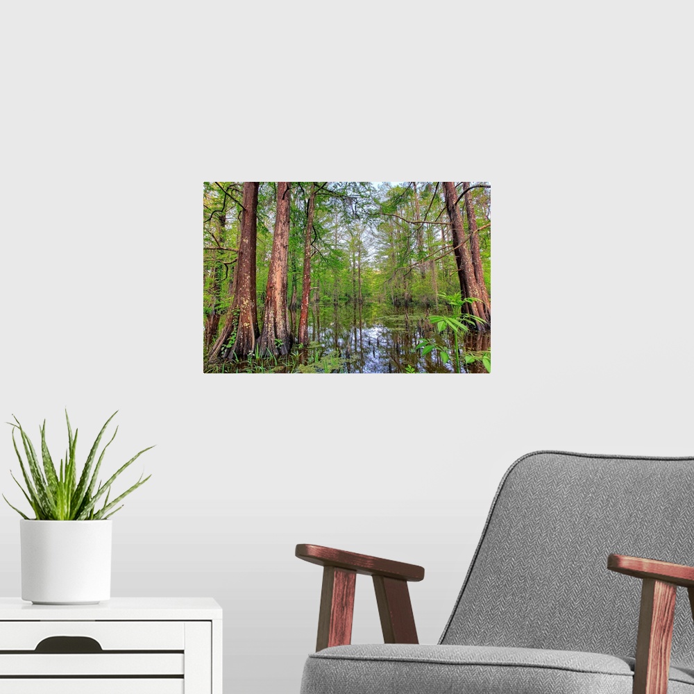 A modern room featuring Swamp, Southern Louisiana, USA