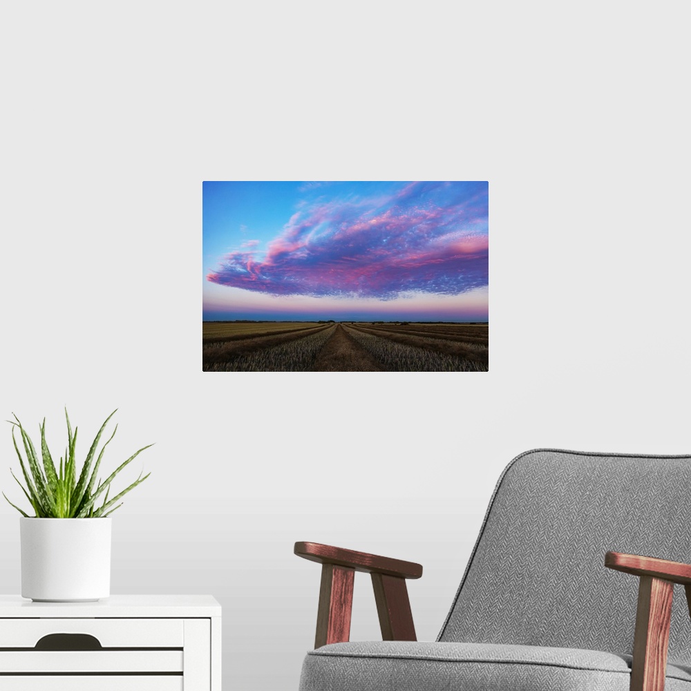 A modern room featuring Swathed canola field at sunset with glowing pink clouds; Legal, Alberta, Canada
