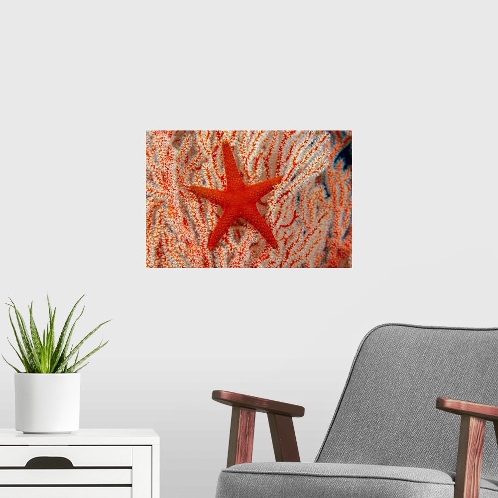 A modern room featuring Thailand, Sea Star (Fromia Indica) On Gorgonian Coral