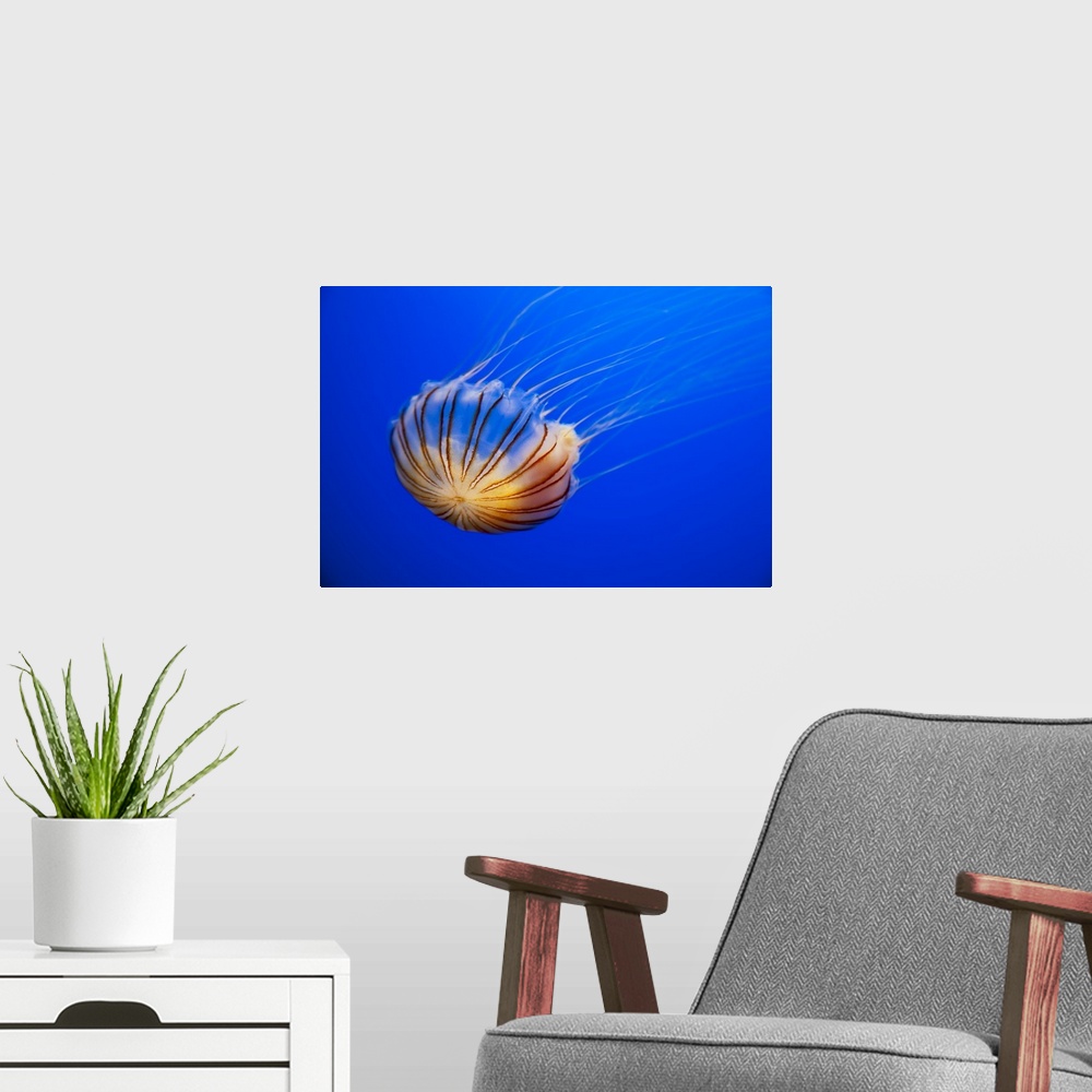 A modern room featuring The compass jellyfish, Chrysaora hysoscella, Shot from an aquarium