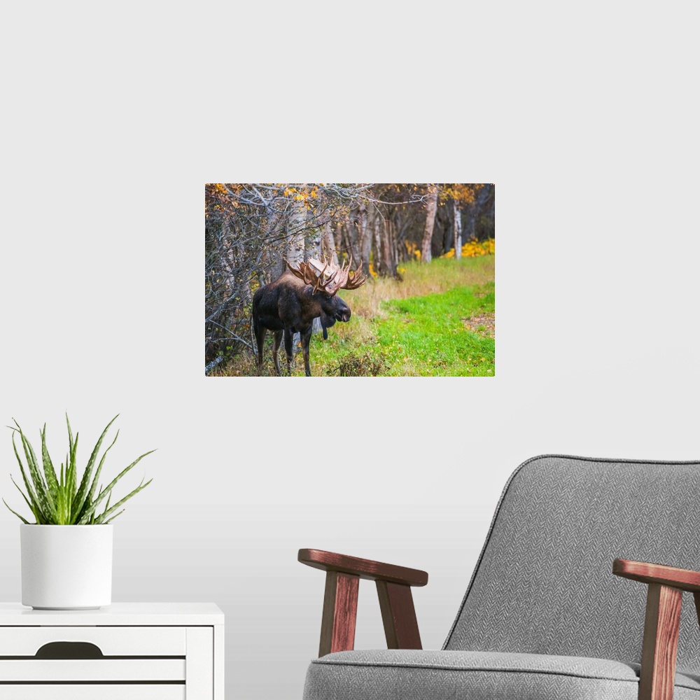 A modern room featuring The large bull moose known as Hook who roams in the Kincade Park area is seen during the fall rut...