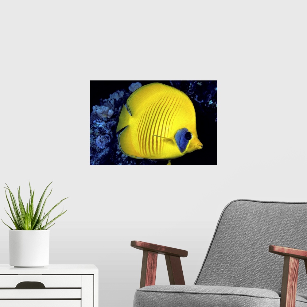 A modern room featuring The Red Sea, Blue Cheeked Butterflyfish (Chaetodon Semilarvatus)