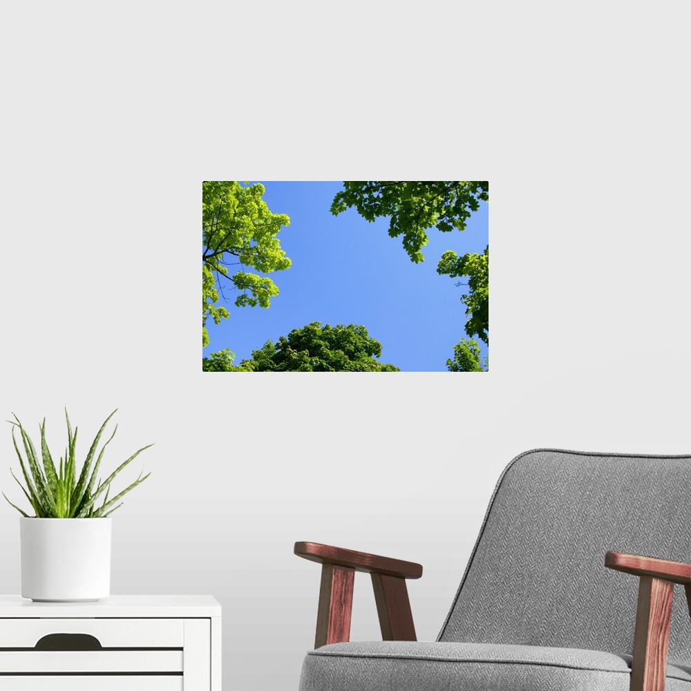 A modern room featuring The Sky Through Trees