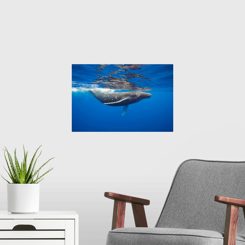 A modern room featuring This Humpback whale (Megaptera novaeangliae) has a number of circular bite marks that may be attr...