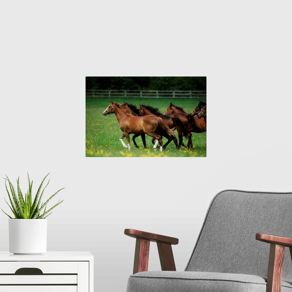 A modern room featuring Thoroughbred Horses, Ireland