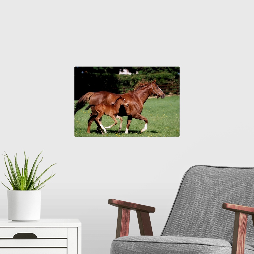 A modern room featuring Thoroughbred Mare And Foal Galloping, Ireland