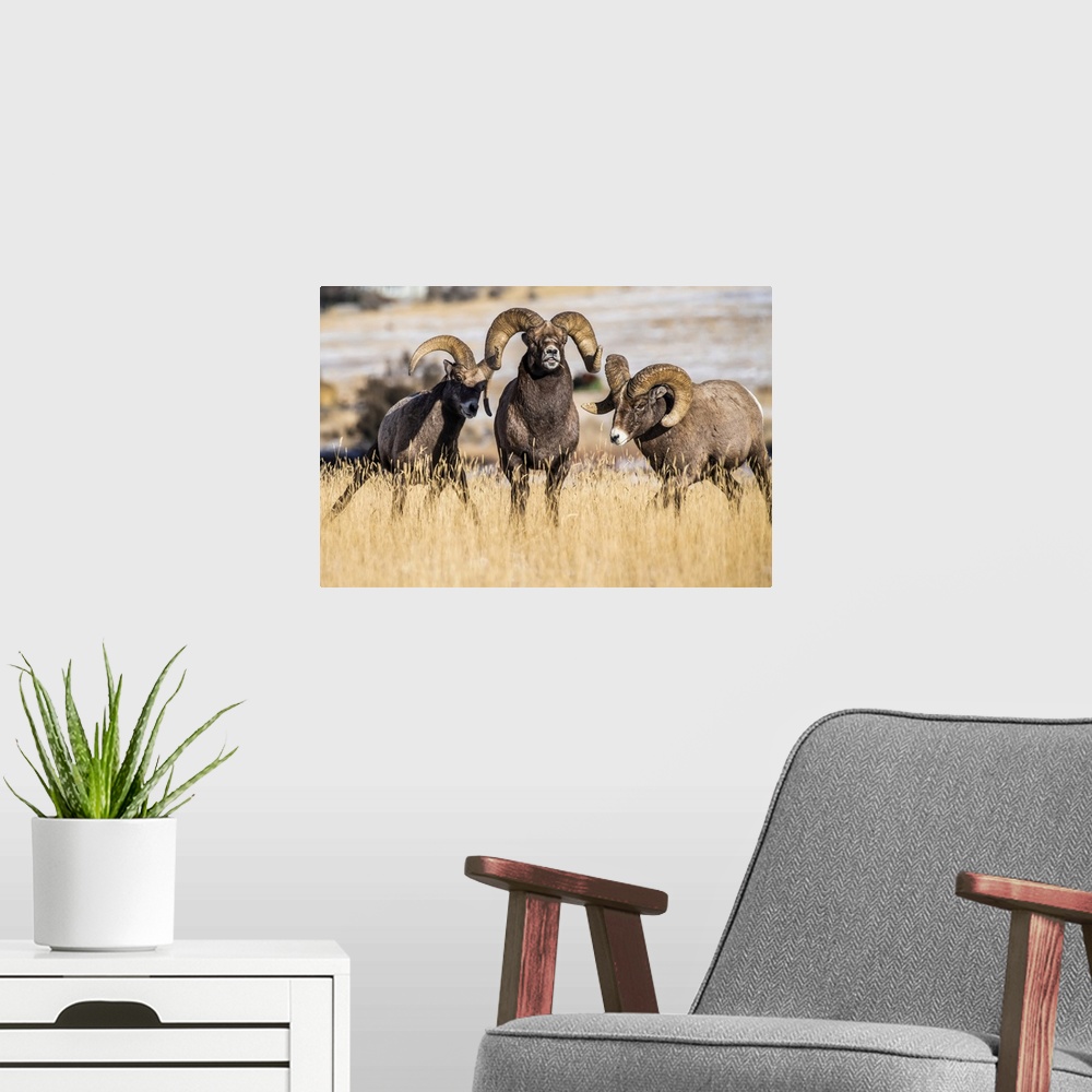 A modern room featuring Three Bighorn Sheep rams (Ovis canadensis) interact with each other during the rut near Yellowsto...