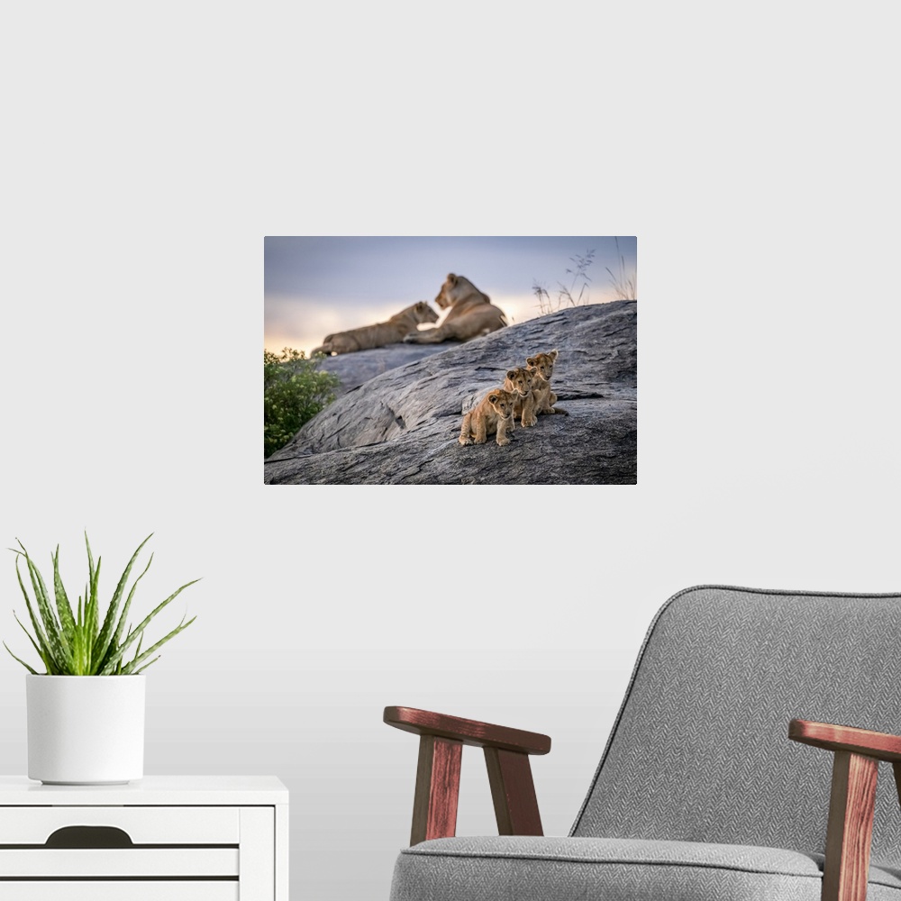 A modern room featuring Three lion cubs (Panthera leo) sitting on a rock looking out with two lionesses in the background...