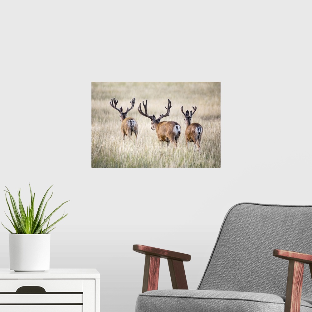 A modern room featuring Rear view of three Mule deer bucks (Odocoileus hemionus) standing in a grass field; Steamboat Spr...