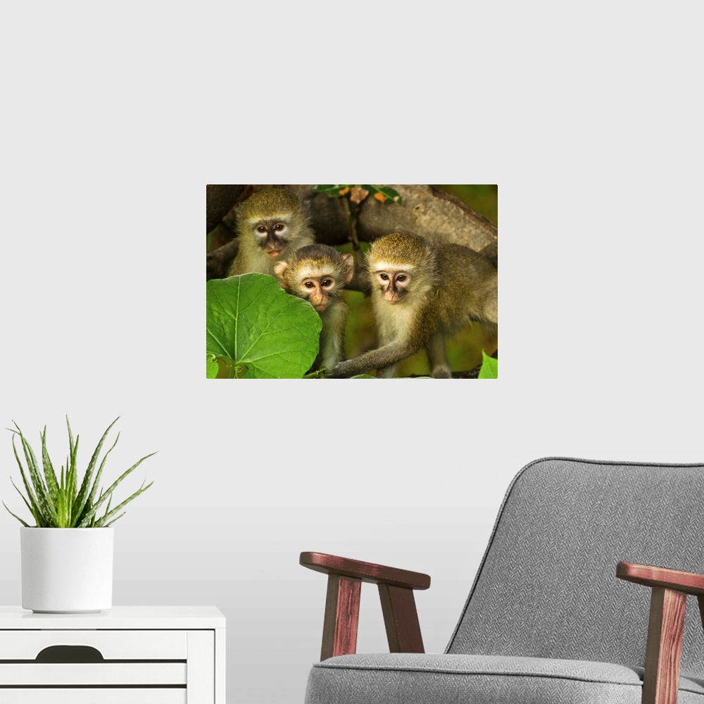 A modern room featuring Three vervet monkeys in a leafy tree.