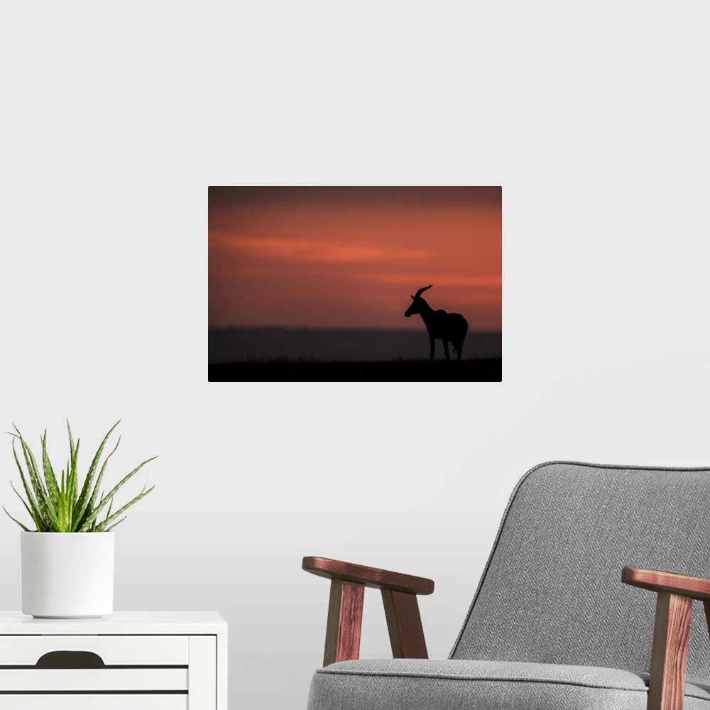 A modern room featuring A topi (Damaliscus lunatus jimela) stands in profile on the horizon at sunset. It's body is silho...