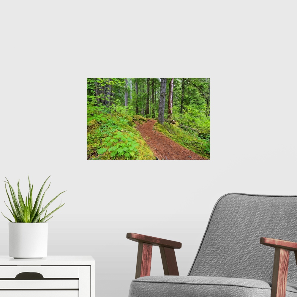 A modern room featuring Trail To Proxy Falls In Willamette National Forest; Oregon, USA