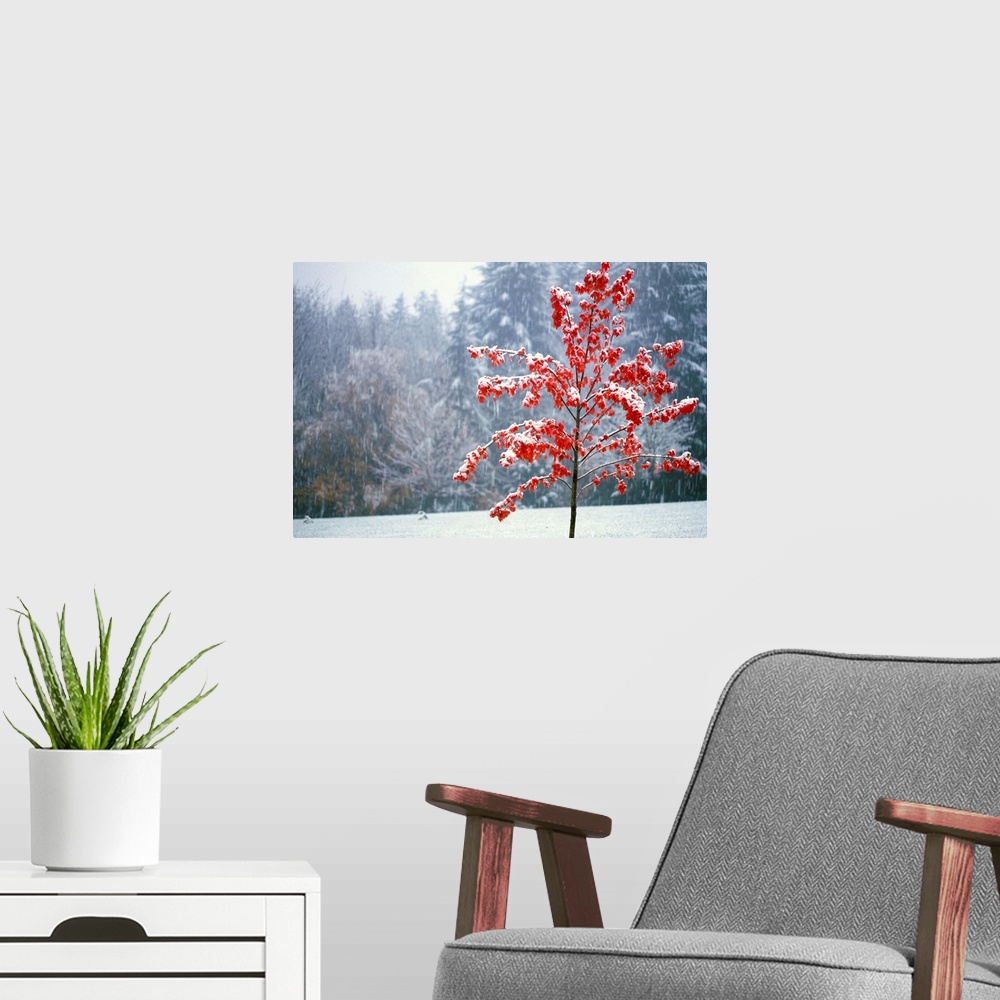 A modern room featuring Tree In The Winter