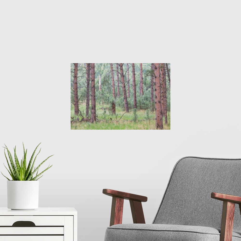 A modern room featuring Trees in the fog along a highway in the black hills of South Dakota