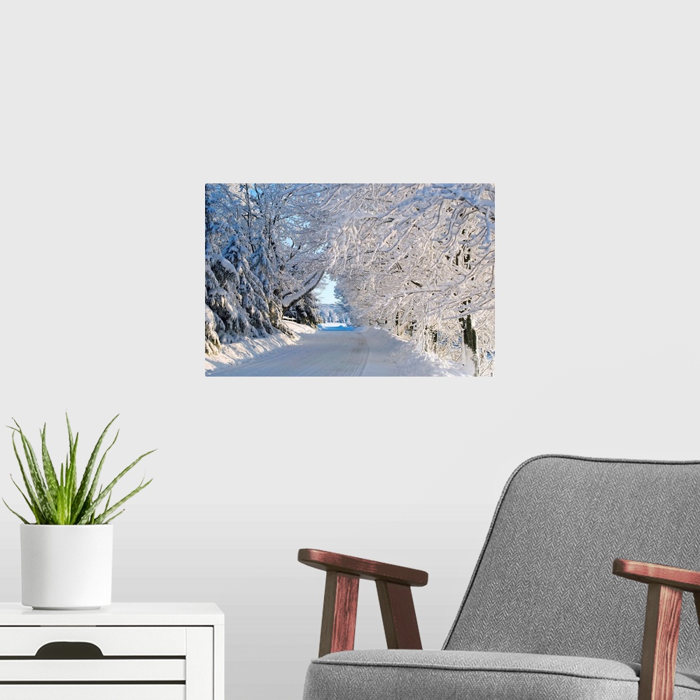 A modern room featuring Trees Lining The Road In Winter; Quebec, Canada