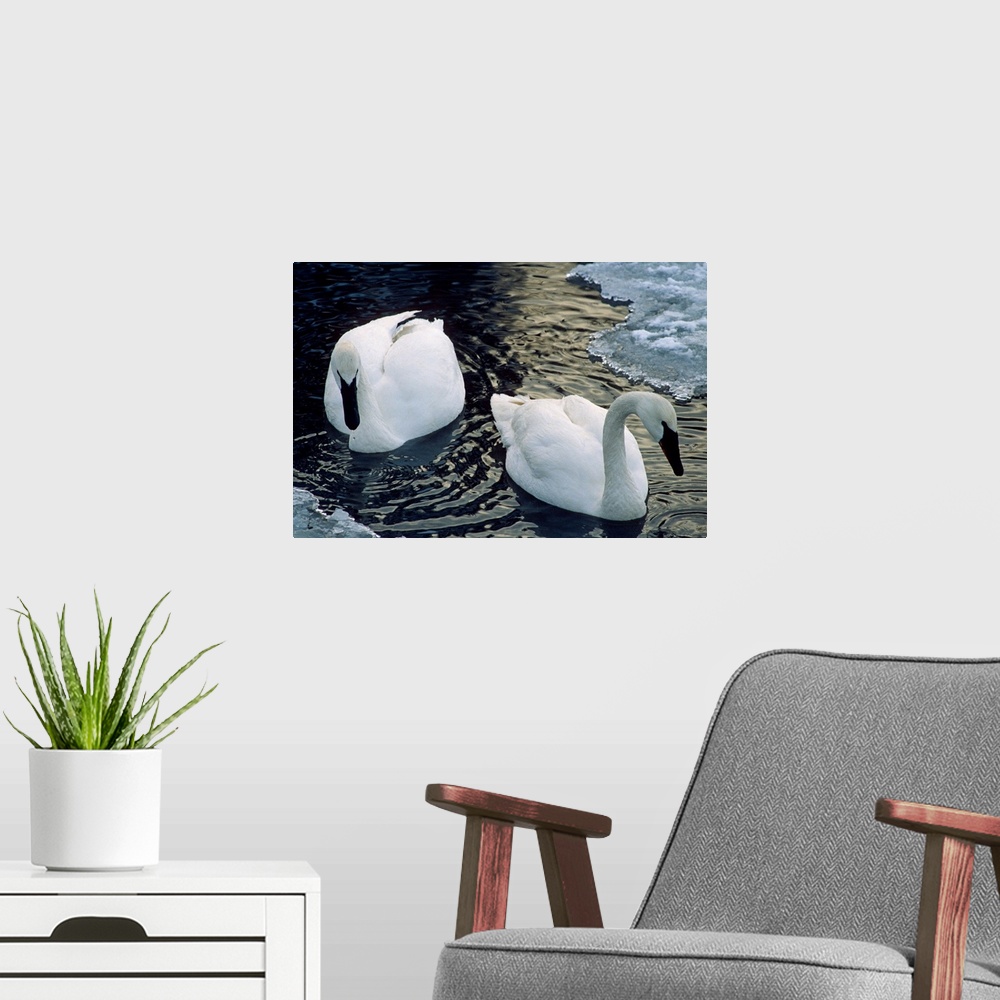 A modern room featuring Trumpeter Swans Swim in Ice Covered Pond Alaska