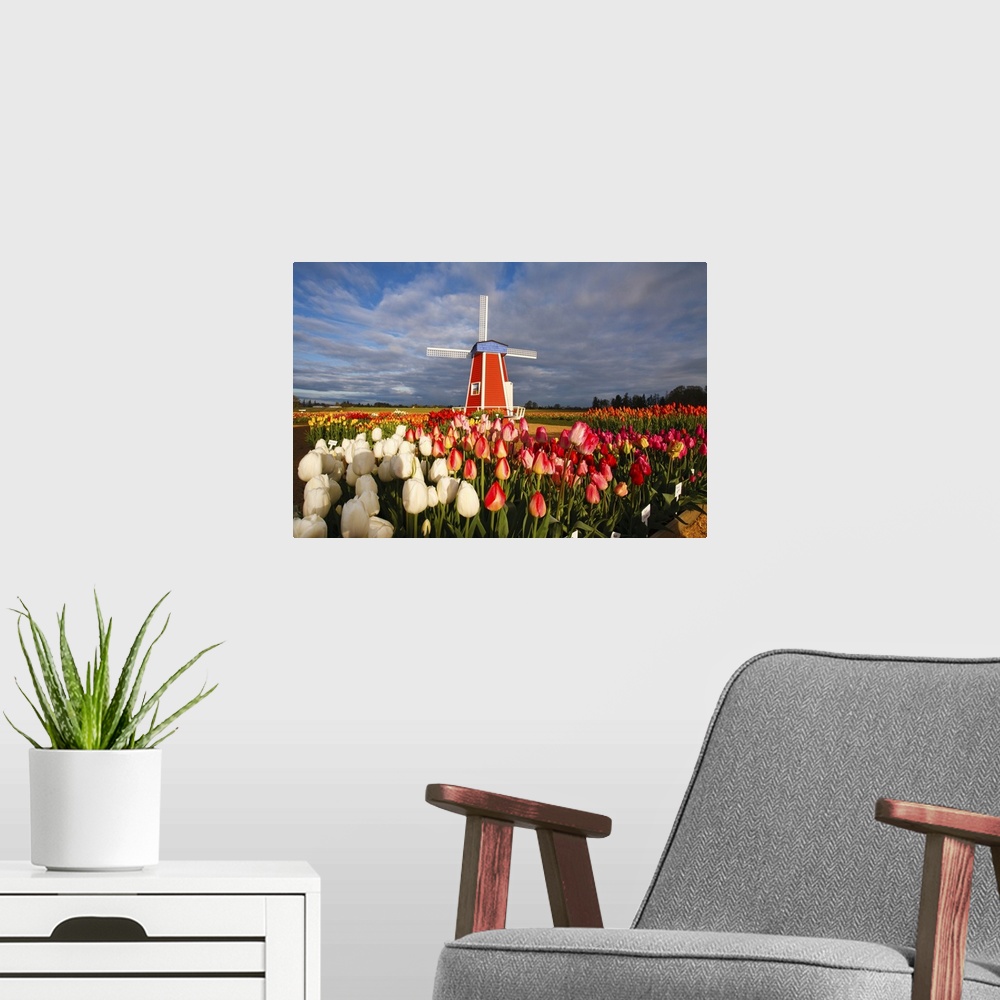 A modern room featuring Tulips close-up in the foreground and a windmill on Wooden Shoe Tulip Farm, Woodburn, Oregon, Uni...