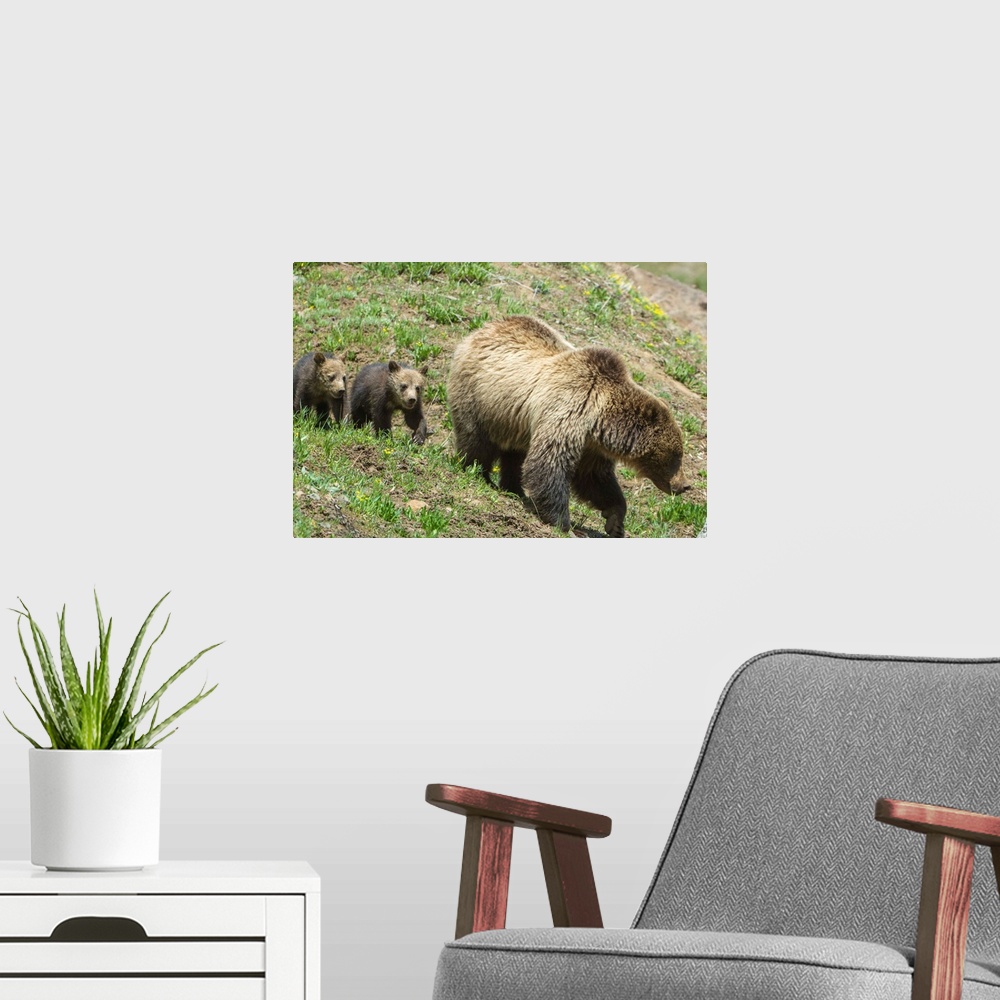 A modern room featuring Twin Grizzly bear cubs (Ursus arctos horribilis) follow their mother in Yellowstone National Park...