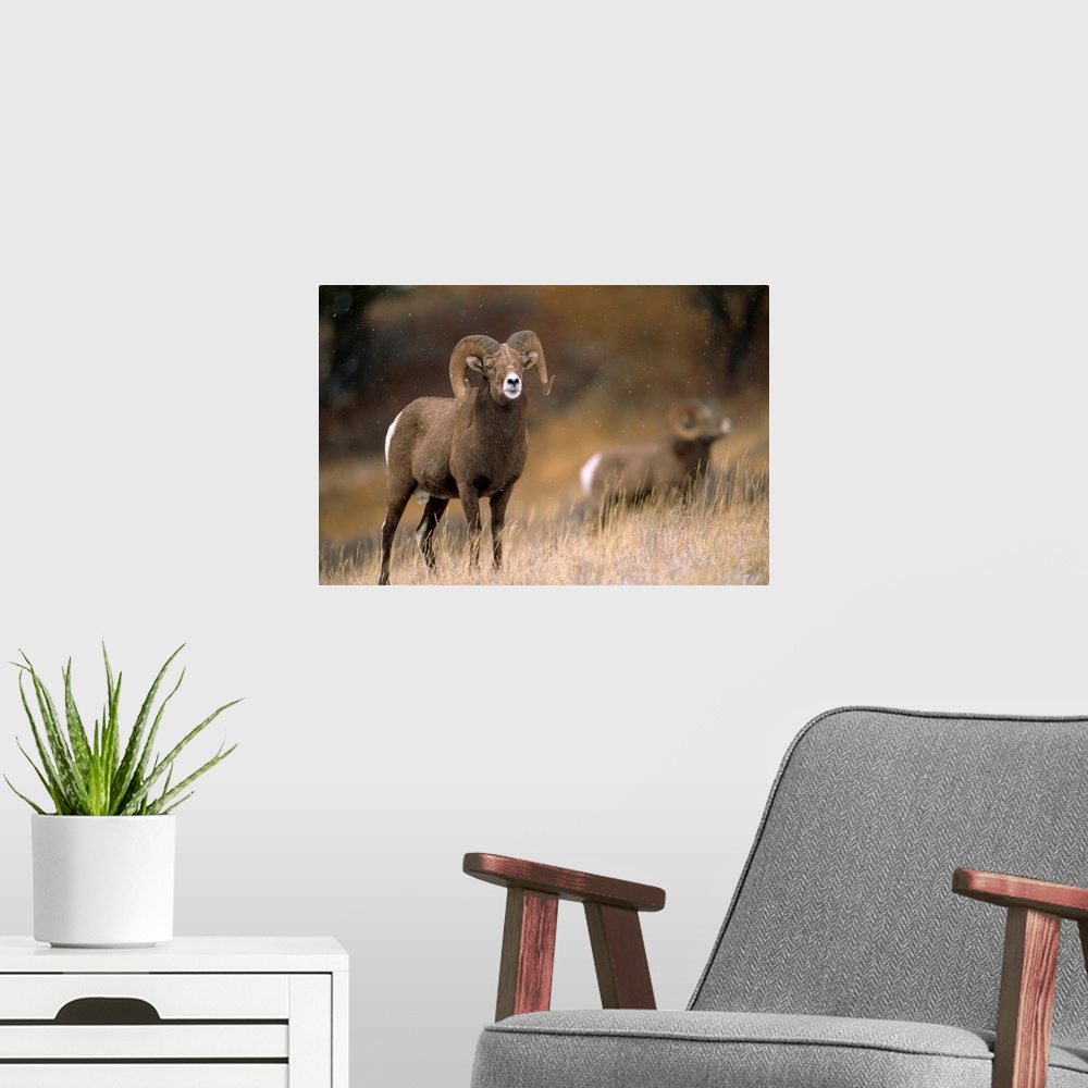A modern room featuring Two bighorn rams (ovis canadensis). Augusta, Montana, united states of America.