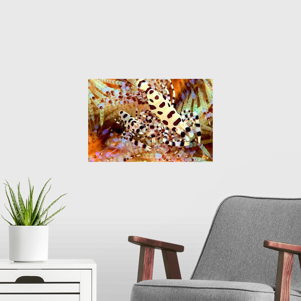 A modern room featuring Two Coleman Shrimp On Fire Urchin