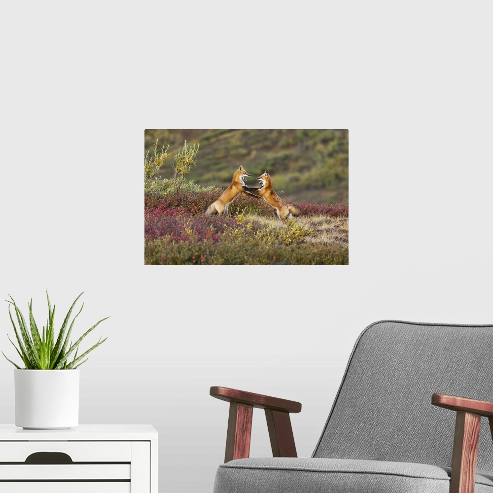A modern room featuring Two Foxes Near The Top Of Polychrome Pass In Denali National Park Play With Each Other, Interior ...