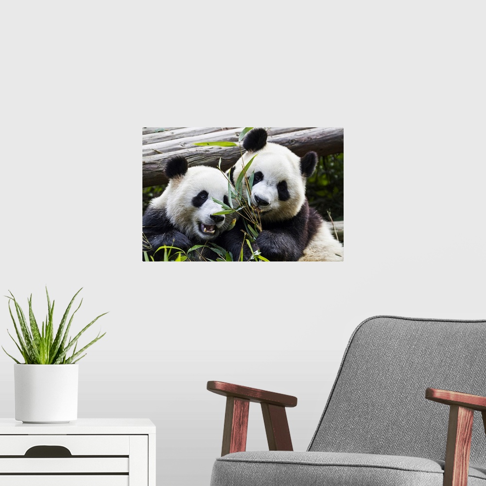A modern room featuring Two giant pandas at the Panda Research Center; Chengdu, China.