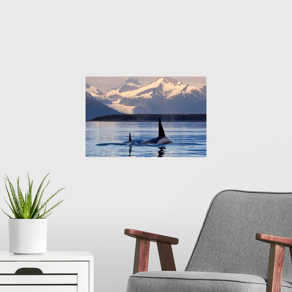 A modern room featuring Two Killer whales surface in Lynn Canal at sunset