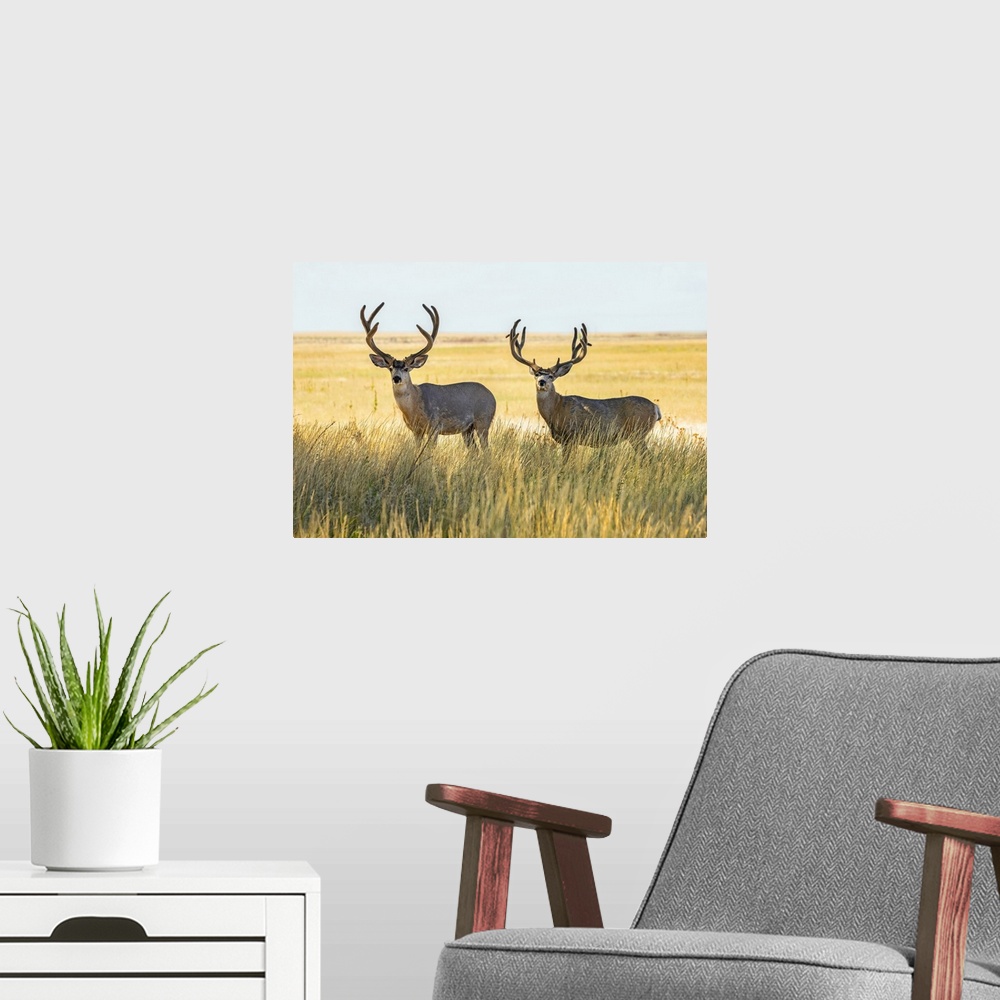 A modern room featuring Two Mule deer bucks (Odocoileus hemionus) standing in a grass field; Steamboat Springs, Colorado,...