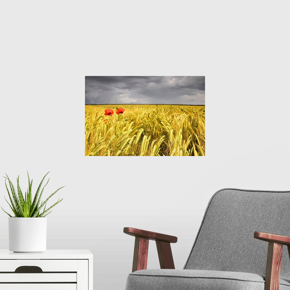 A modern room featuring Two Red Poppies In Wheat Field