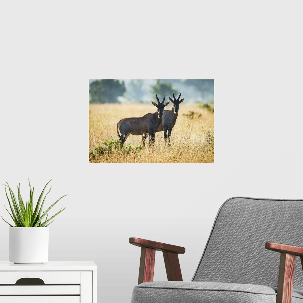 A modern room featuring Two topi (Damaliscus korrigum) stand together in African savannah, Serengeti National Park; Tanzania