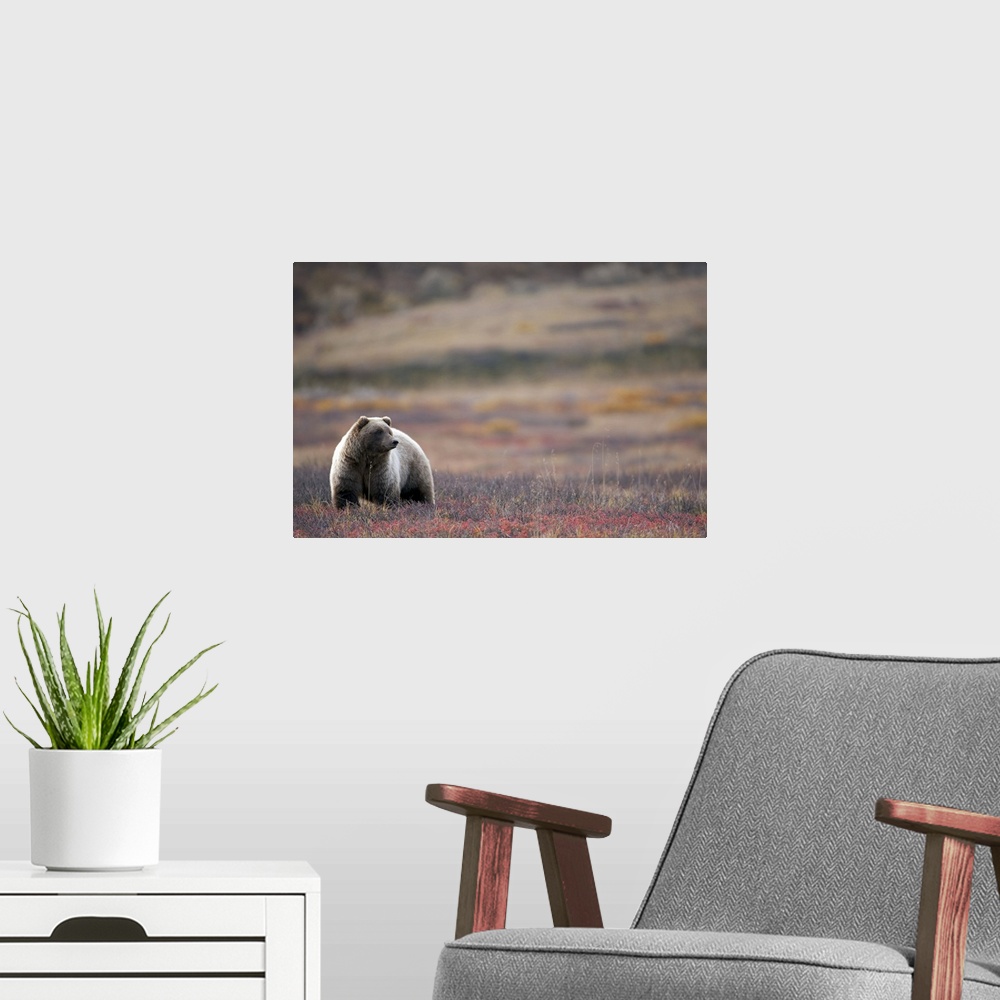 A modern room featuring View of a Grizzly Bear standing in the fall tundra, Denali National Park, Interior Alaska