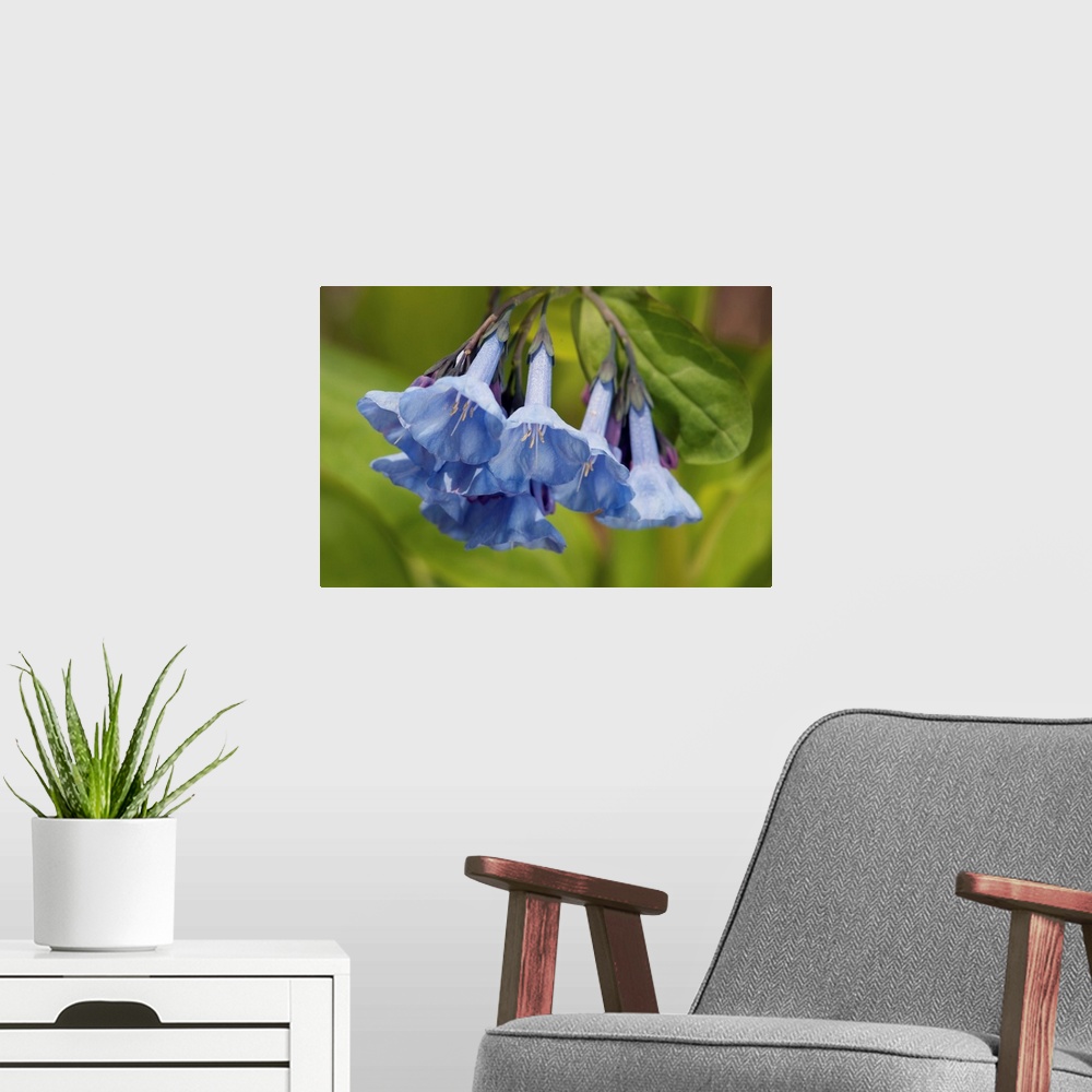A modern room featuring Virginia bluebells, Mertensia virginica, in the springtime. Framingham, Massachusetts.