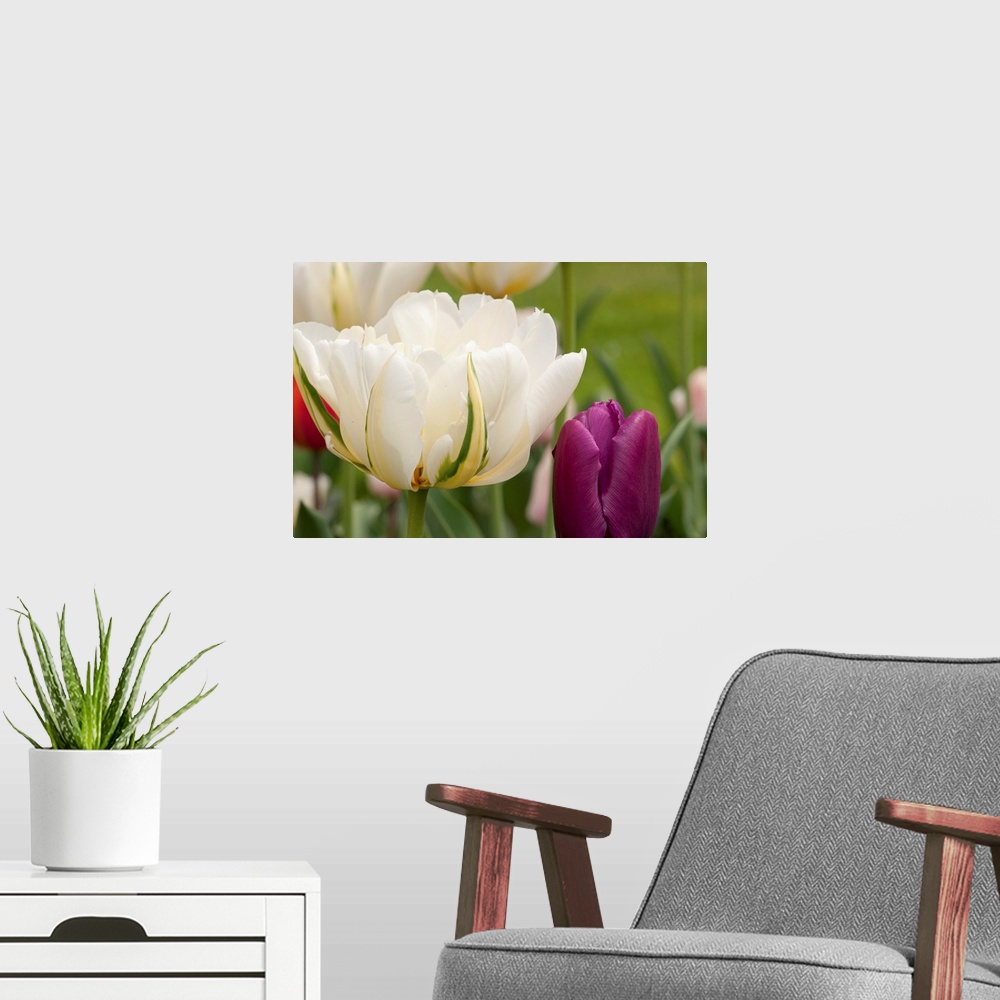 A modern room featuring Viridiflora tulips in a garden in spring.
