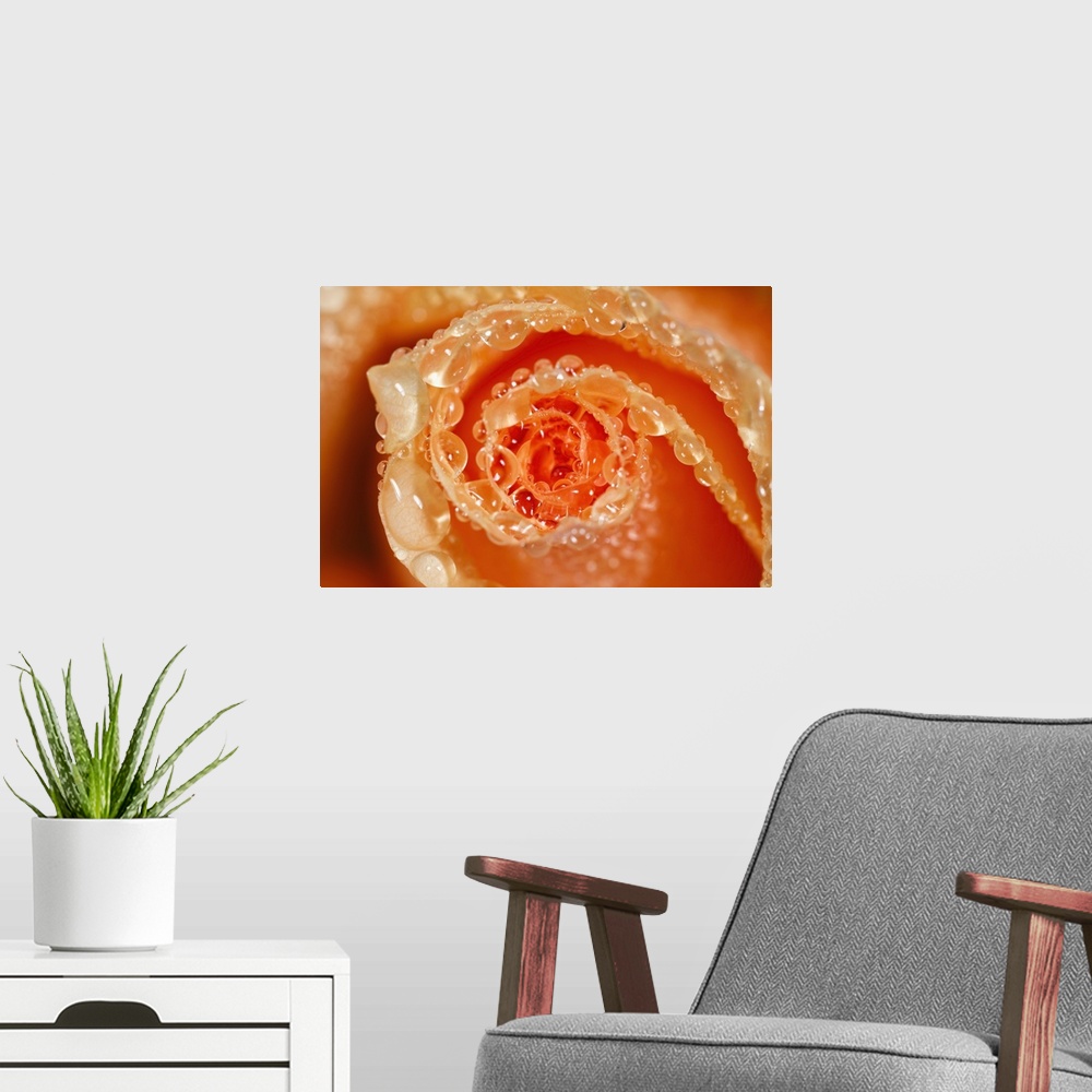 A modern room featuring Water Drops On The Petals Of A Rose