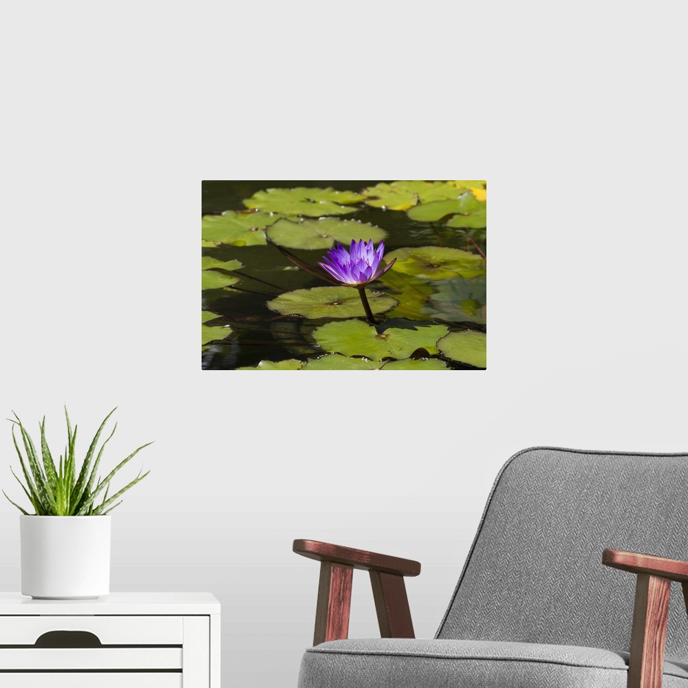 A modern room featuring Water lily in the Bethesda Fountain in Central Park, New York City, New York