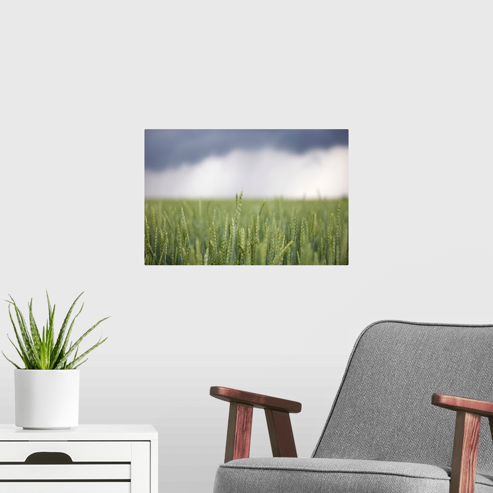 A modern room featuring Wheat field and oncoming thunderstorm, Caledon, Ontario, Canada