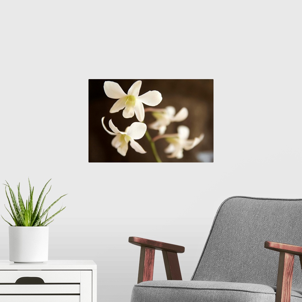 A modern room featuring White Orchid