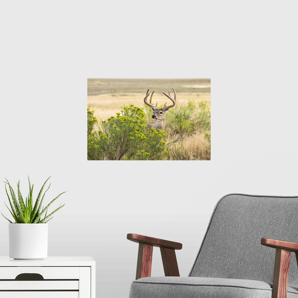 A modern room featuring White-tailed deer buck (Odocoileus virginianus) standing and looking out from behind a shrub; Emp...